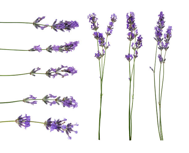 istock Fragrant lavender flowers isolated on white, set 2239819375