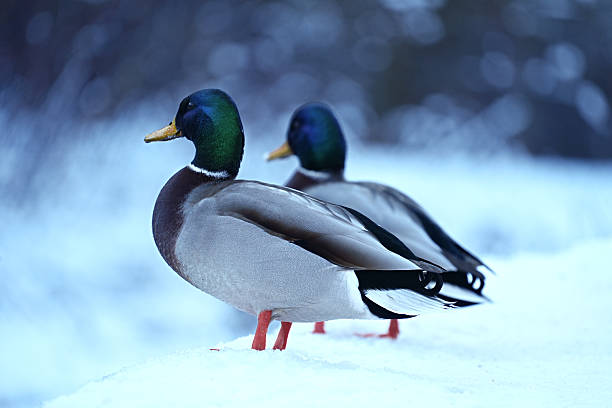 Pair drakes close up on snowy background.