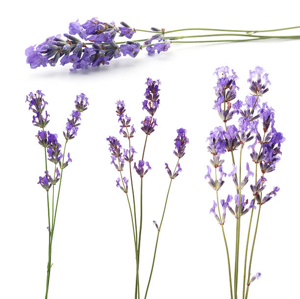 istock Fragrant lavender flowers isolated on white, set 2239819459