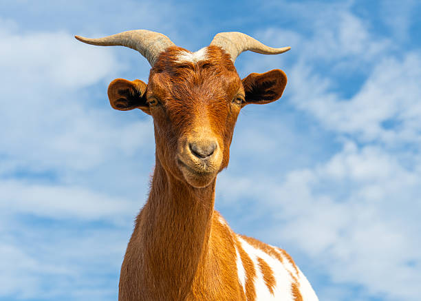 istock Cute spotted goat looking curious against bright blue sky. Perfect image for concepts of nature, livestock, rural charm, outdoor farm life. 2239820031