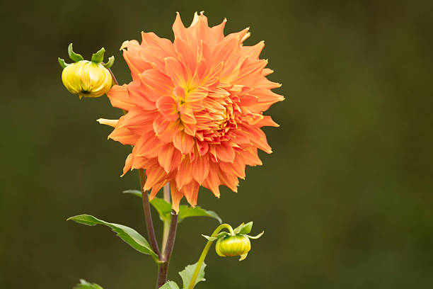 Vibrant Orange Dahlia in Full Bloom With Buds Against a Soft Green Background