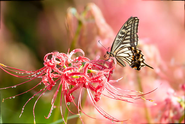 Swallowtail butterfly suck nectar from a flower of red spider lily.