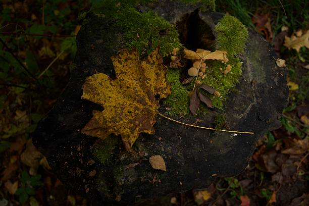 Close-up of a fallen maple leaf, green moss, and small wild mushrooms growing on an old tree stump in the autumn forest. Natural textures and colors of the forest floor in fall.