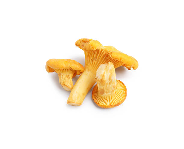 istock Fresh raw chanterelle mushrooms isolated on white, top view 2239825306
