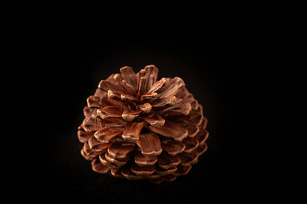 istock Pine cone, a beautiful and unique pine cone on a black background, close up, selective focus. 2239825365