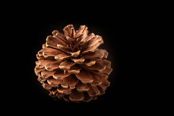 istock Pine cone, a beautiful and unique pine cone on a black background, close up, selective focus. 2239825367