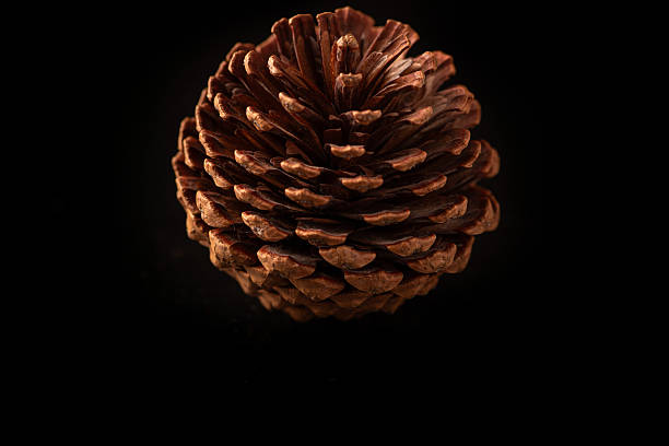 istock Pine cone, a beautiful and unique pine cone on a black background, close up, selective focus. 2239825474