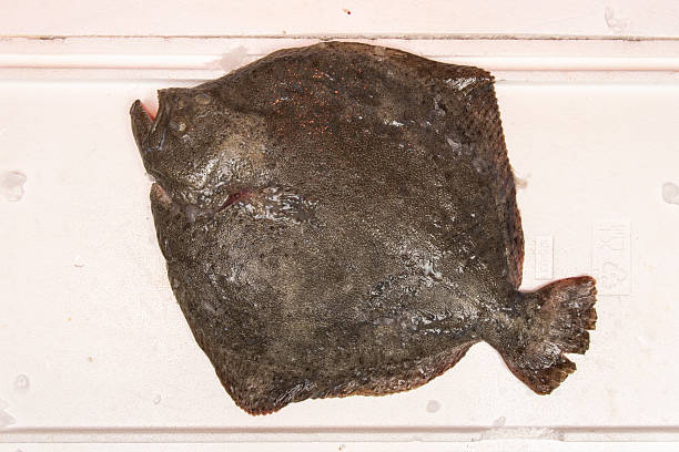 a hand wearing a blue glove is holding a fish, whose skin is shiny, indicating its freshness.