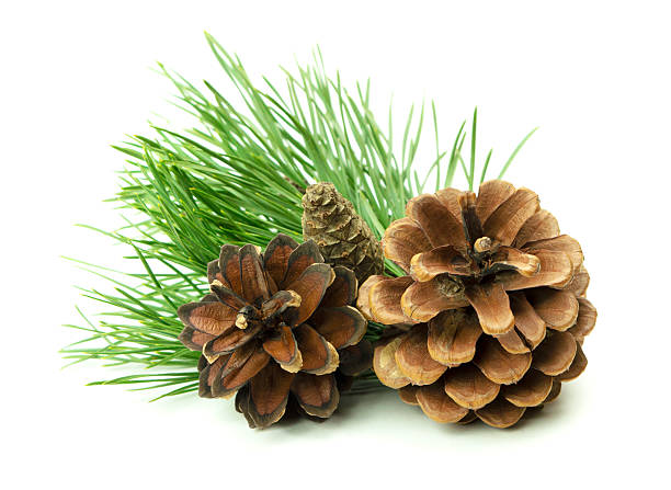 istock A holiday composition of fir branches and cones, placed on a white background with shadow, perfect for winter decor. 2239826276
