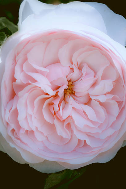 Macro photograph of a pale pink English rose in full bloom, showcasing its layered petals and gentle gradient of blush tones.