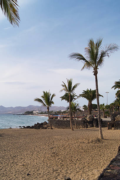 istock Sandy Beach and Palms Lanzarote 2239827172