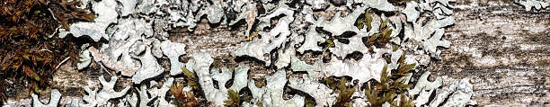 Old wooden plank covered in mold and moss. Abstract backgound