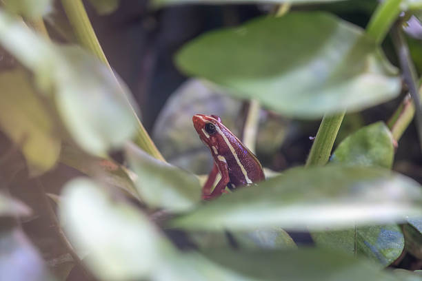 The eastern dwarf tree frog, also known as the eastern sedge-frog, is a species of tree frog. It is a small and very common frog and found on the eastern coast of Australia.