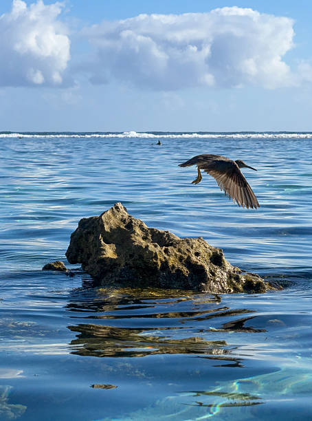 istock Bird above a rock in the lagoon 2239828852