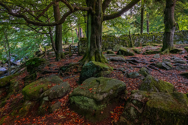 Padley Gorge,  A peaceful escape just before the colours of autumn arrive.