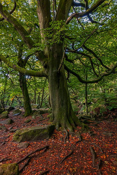 istock Padley Gorge Before Autumn in fog 2239829021