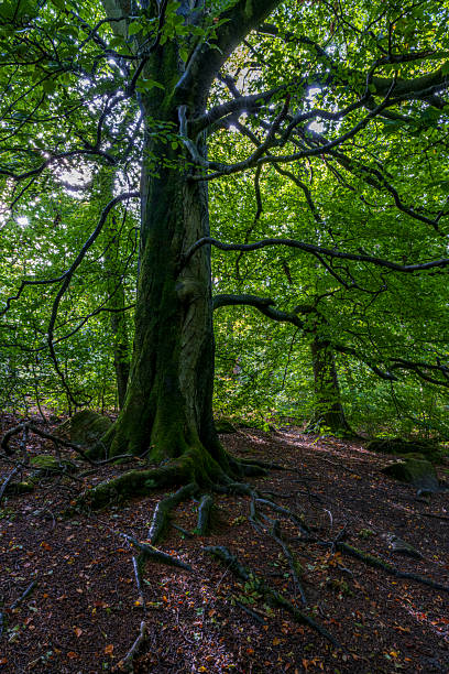 istock Padley Gorge Before Autumn in fog 2239829118