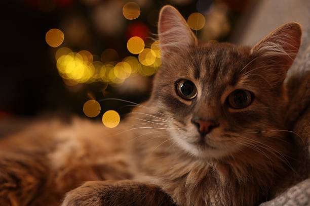istock Cute fluffy cat against blurred Christmas lights, space for text 2239830012