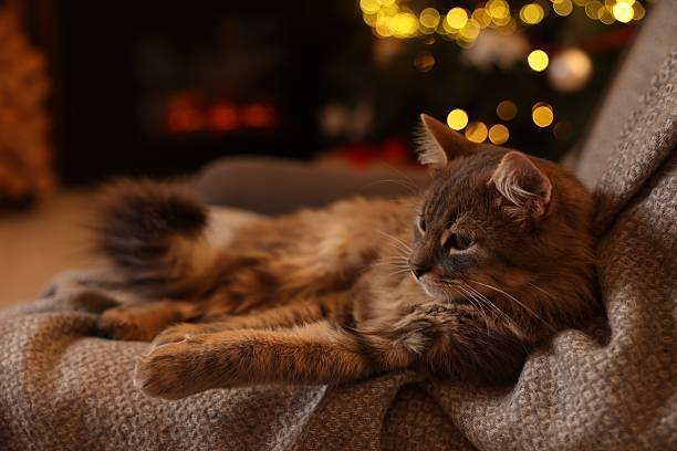 istock Cute fluffy cat on armchair against blurred Christmas lights, space for text 2239830020