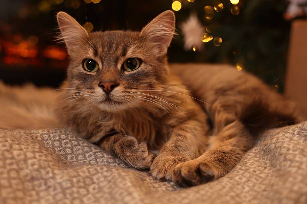 istock Cute fluffy cat on blanket at home, closeup 2239830021