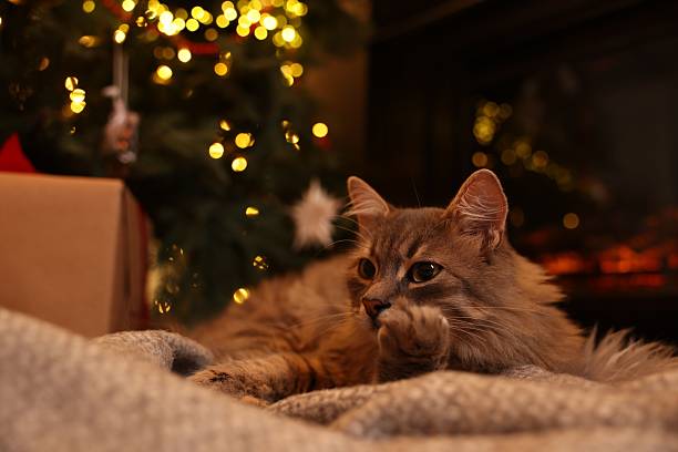 istock Cute fluffy cat on blanket in room decorated for Christmas 2239830028