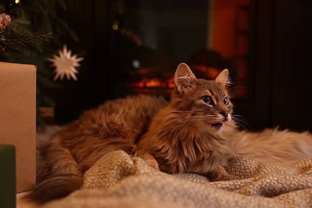 istock Cute fluffy cat on blanket in room decorated for Christmas 2239830035