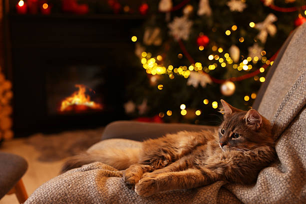 Cute fluffy cat on armchair against blurred Christmas lights, space for text