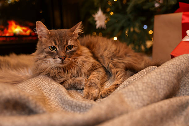 istock Cute fluffy cat on blanket in room decorated for Christmas 2239830134
