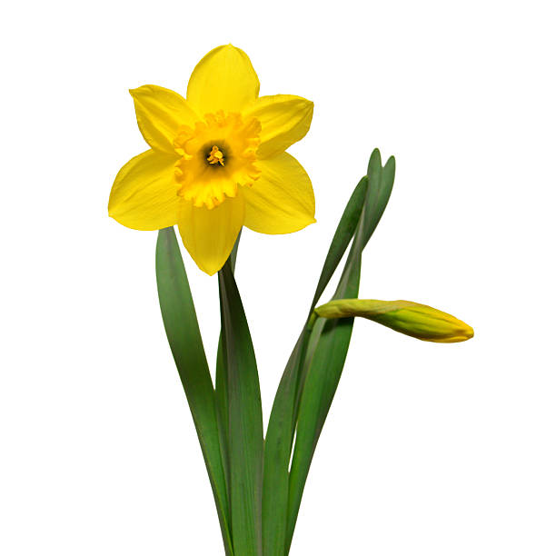 istock Yellow daffodils flowers with bud isolated on white background. Spring concept. Easter. Flat lay, top view 2239830367