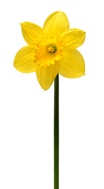 istock Yellow daffodils flowers isolated on white background. Spring concept. Easter. Flat lay, top view 2239830398