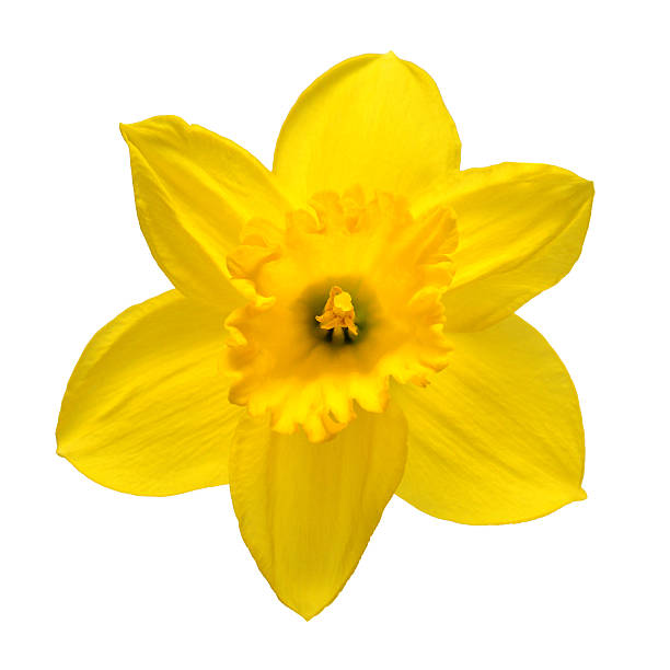 istock Yellow daffodils flowers isolated on white background. Spring concept. Easter. Flat lay, top view 2239830476