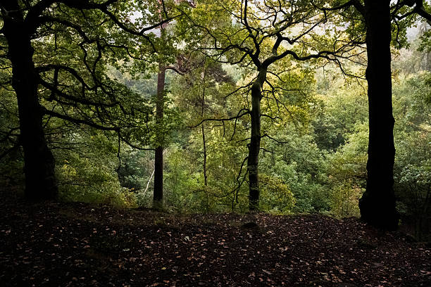 Padley Gorge,  A peaceful escape just before the colours of autumn arrive.