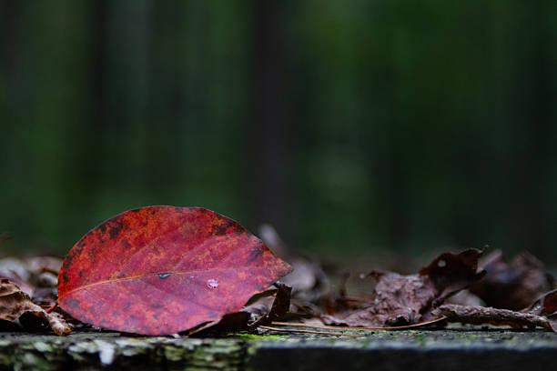 Bright red autumn leaf with closeup collection of dried leaves in foreground, with blurred bokeh background, copy space in background. Bokeh forest hint of trees in background.