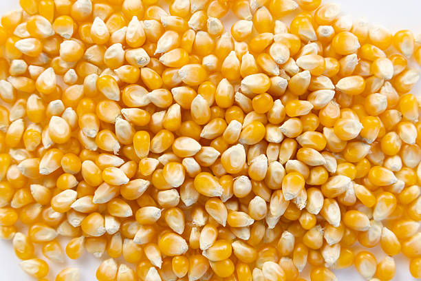 istock Yellow popcorn kernels close up with a white background 2239833345