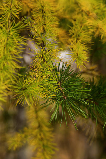 istock yellow larch branch in autumn forest 2239833743