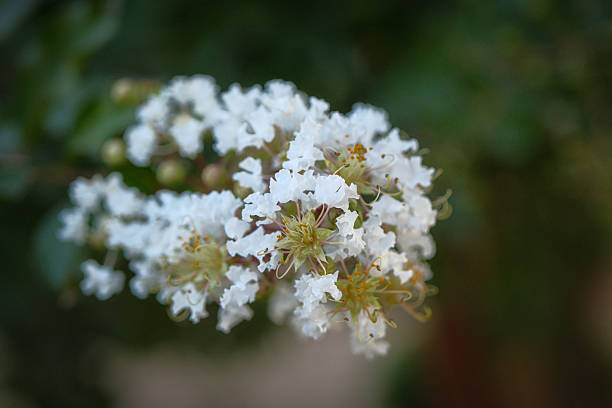 istock Delicate white blossom on crepe myrtle tree 2239835408