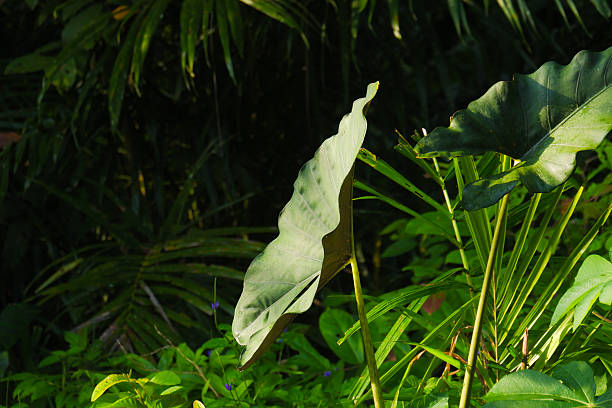 istock Tropical Green Foliage with Sunlight in Rainforest 2239836760