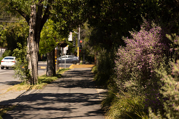 istock Atherton California Tree Lined Street 2239837198
