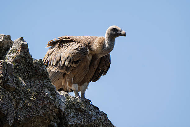 istock Massive Griffon Vulture Standing Dominant on a Rocky Peak Against a Blue Sky 2239839124