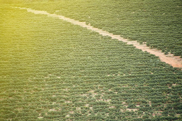 A field with a few plants. Grass. Outdoor. Field. Dirt. Plain