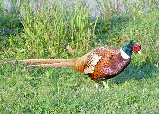 Male pheasant (Phasianus colchicus) in a field in a sunny day
