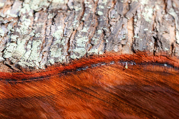 istock Close-up of tree bark texture background 2239839775