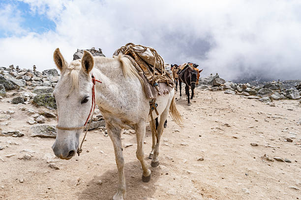 Horse saddled in rural mountain pasture