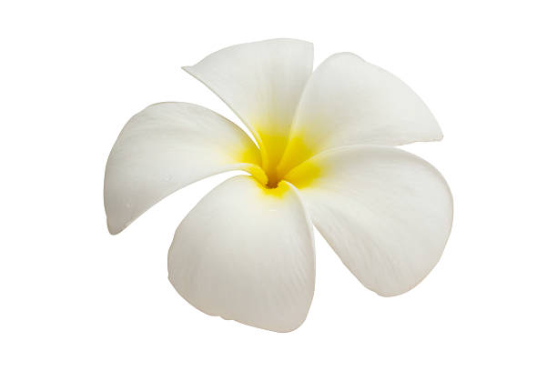istock White frangipani flower isolated on white background 2239843009