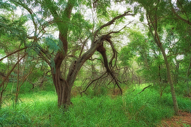 istock Lush tropical forest scenery with vivid green foliage and intertwining organic tree branches in paradise 2239843755