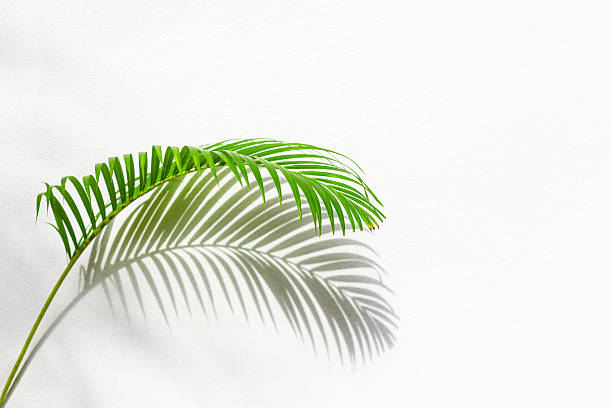 istock Green palm tree leaf with shadow on white textured wall background, tropical leaves decoration, exotic plant branch backdrop, floral pattern, foliage border, spring or summer nature frame, copy space 2239845503