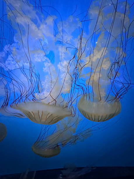 istock Jellyfish in Aquarium 2239850028