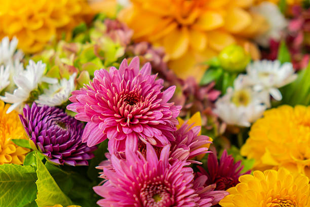 istock Selective focus Bush of autumnal orange red chrysanthemums and violet dahlia hydrangea. Fall garden beautiful flowers bouquet background. Blooming blossom thanksgiving day arrangement basket 2239850850