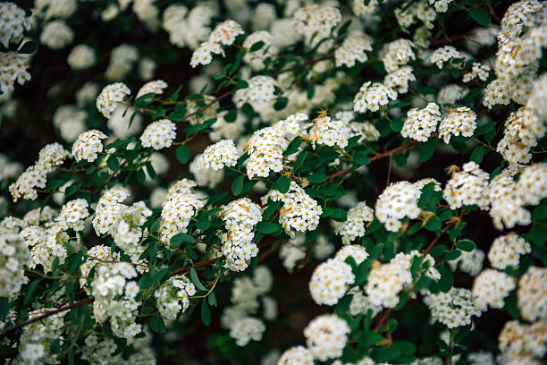 Blooming spring tree apple, peach, cherry. White flowers on a dark green background.