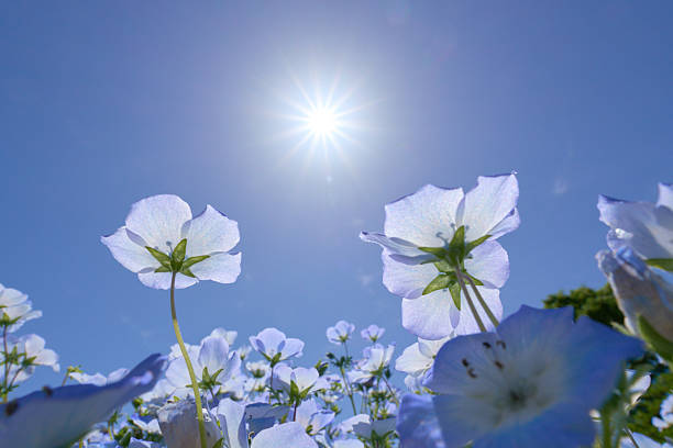 istock Nemophila petals shining through the sunlight 2239853453